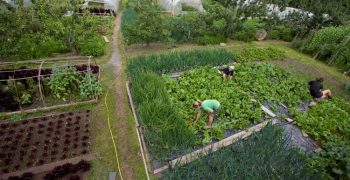 UK’s organic farmers bemoan lack of government clarity on environmental protection measures