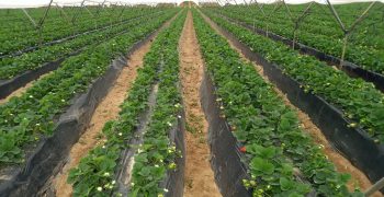 Calinda, the tastiest strawberry from Spain arrives at Special Fruit