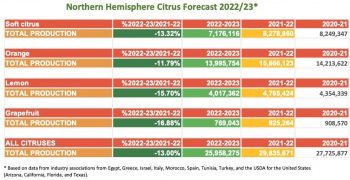 WCO forecasts significant fall in Northern Hemisphere citrus production