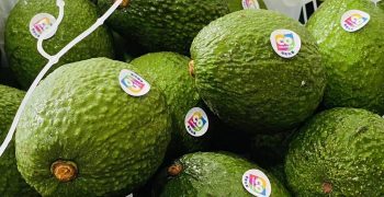 Cartama spearheads advance of Colombian avocado industry