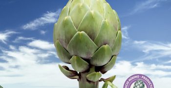 BASF organises #Greenqueenday in Mercabarna and Mercamadrid to publicise the hybrid artichoke that remains fresh and without browning for a longer time