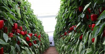 Capgen Seeds protects peppers against Oidio fungus to ensure production
