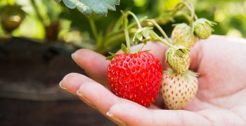 Bluestim® helps strawberries deal with stress