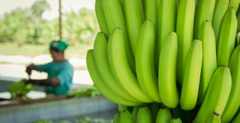 Ecuador’s banana exports slip in 2022