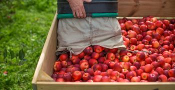 French apple producers call for higher prices 