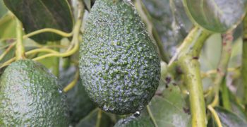 California Avocado Marketing and season forecast announced