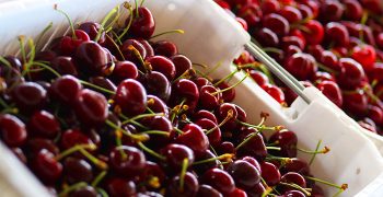 Chilean cherries enjoy best season in China