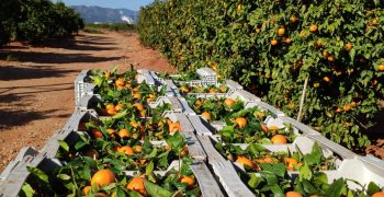 CGC warns of triple phytosanitary threats to citrus