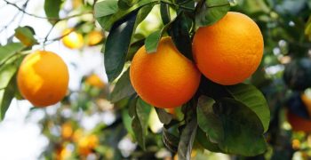 Australia poised for record orange exports