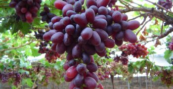 Chilean table grape exports to drop by 8.9%