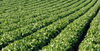 Spain’s fruit and vegetable production worth €18.8bn