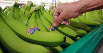 <strong>Ecuador offers</strong> more organic bananas and responsible sourcing in the supply chain