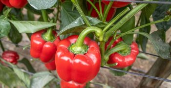 Gaudí, the first pepper with resistance to powdery mildew and nematodes from CapGen Seeds