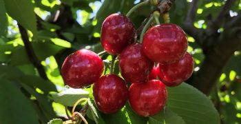 Australian targets export of 40% of cherry crop by 2025