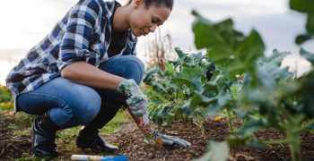 First use of human urine as fertiliser