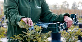 Daifressh strengthens its commitment to its own berry production in Poland and Morocco