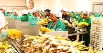 Fresh produce driving Peru’s export growth despite unrest