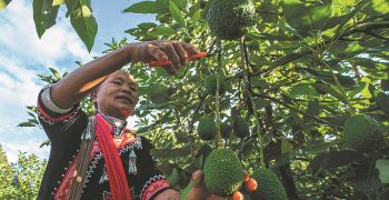 The rise of China’s avocado sector