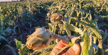 Frost wreaks havoc on Murcian artichoke