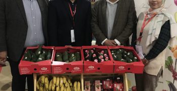 PICO, the largest strawberry exporter and the frontrunner of fruit industry in Egypt, launches avocado