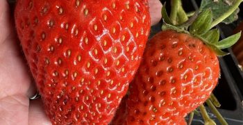 Singapore sees launch of climate-resilient strawberry