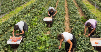 UK government has releases some details of post-Brexit subsidies for farmers