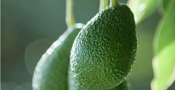 New Zealand avocado sector endures difficult two years