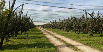 Very positive and dynamic season for Blue Whale® apples in Spain