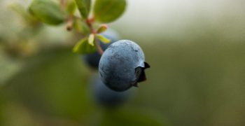 Rústicas del Guadalquivir expands blueberry catalogue