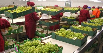Rise in Peruvian grape exports