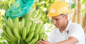 Colombia’s Caribbean banana exports up 2% in 2022
