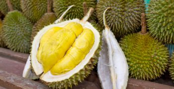 Excitement builds before China’s first domestic durian harvest 