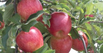 Downgrade of New Zealand’s apple and pear estimates in wake of cyclone