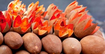 First Mexican mamey exports hit European shelves 