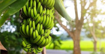 Vietnam’s banana exports set to rocket