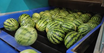 Agroponiente expects good spring melon and watermelon campaigns