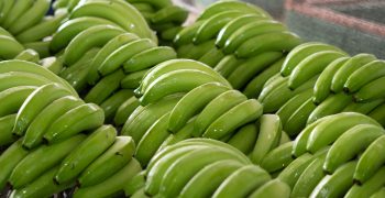 Rise in shipments of Ecuador banana 