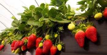 Fall in Huelva’s berry production