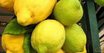 PGI lemons drive Italian fruit purchases