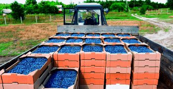 Peru holds onto mantle of world’s top blueberry exporter