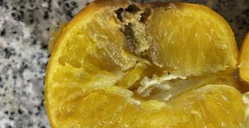 Valencian citrus sector calls for cold treatment for mandarins following false moth detection