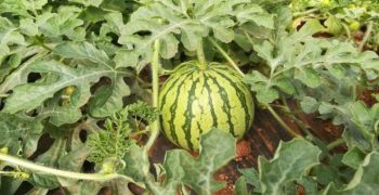 Almería ensures quality of watermelon and melon 