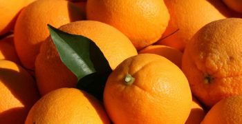 South African citrus sector calls for government support
