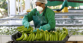 Huge impact of invasion on Ecuador’s banana exports to Ukraine 