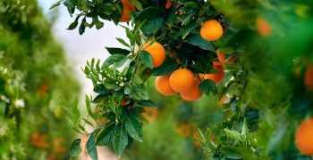 EU tackling citrus plant diseases