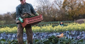 UK government ups cash incentives for farmers who go organic