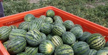Almería’s outdoor watermelon acreage shrinks by a quarter