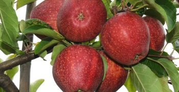Weather hits Southern Hemisphere apple crops 
