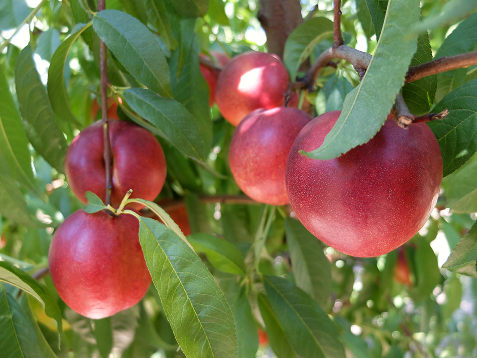 France maintains leadership in stone fruit varieties