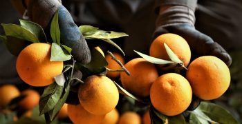 Spain counts costs of weather-ravaged citrus season 